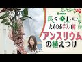 【ベストコレクション】 アンスリウム 挿し木 水 275966-アンスリウム 挿し木 水