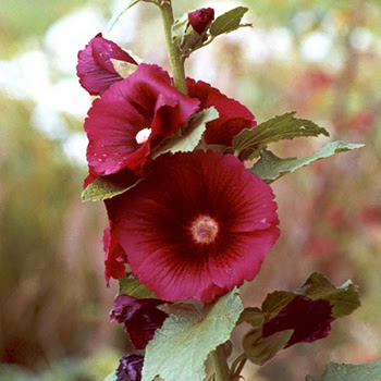 Hollyhocks