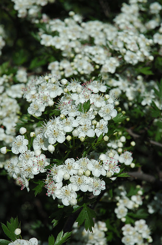 Russian Hawthorn (Crataegus ambigua) in Denver Arvada Wheat Ridge