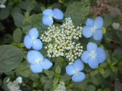 天堂茶 泽八仙花 中国科学院