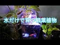 選択した画像 水 だけ で 育つ 観葉 植物 255300-水だけで育つ 観葉植物