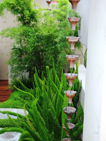 Not actually a fern, this vivid member of the asparagus family has ...