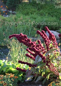 pond-plant-landscape.jpg