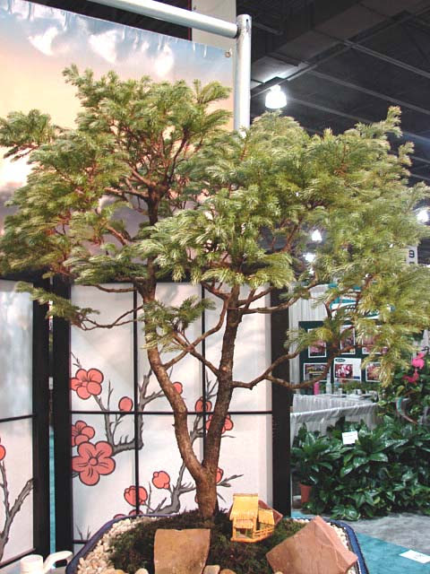 Bonsai Life Histories