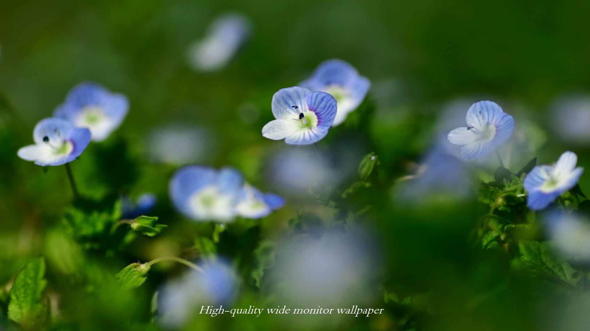 オオイヌノフグリをモチーフにしましたワイドモニター専門高画質壁紙 アスペクト比１６ ９ 19 1080 花 山野草 霧島連山 自然風景