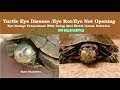Baby Leopard Tortoise Eyes Closed