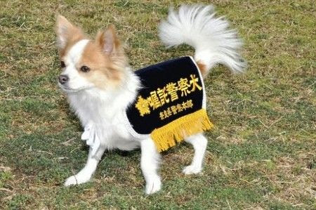 かわいい警察犬 お花畑で ひとりごと