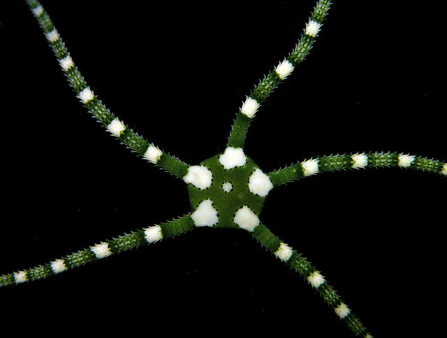 Harlequin brittlestar, Utila, Honduras