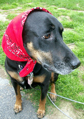 Lola_red_6910b
