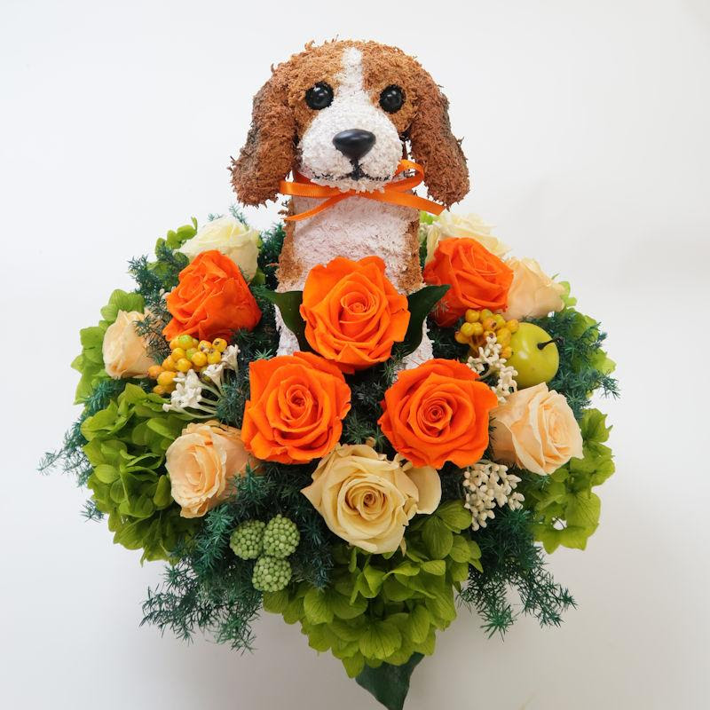ビーグル 誕生日 母の日ギフト Beauty 結婚祝い 誕生日 プリザーブドフラワーアレンジ犬 開店祝い プレゼント 開店祝い 動物病院開院祝い 結婚祝い ギフト Beagle Beauty 動物トピアリー ペットのお悔やみ アトリエ花倶楽部