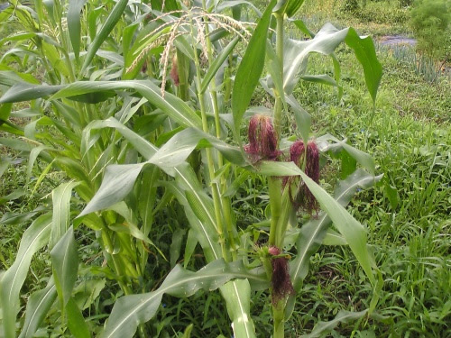 トウモロコシの栽培 週末ファーマーによる自然農の野菜栽培