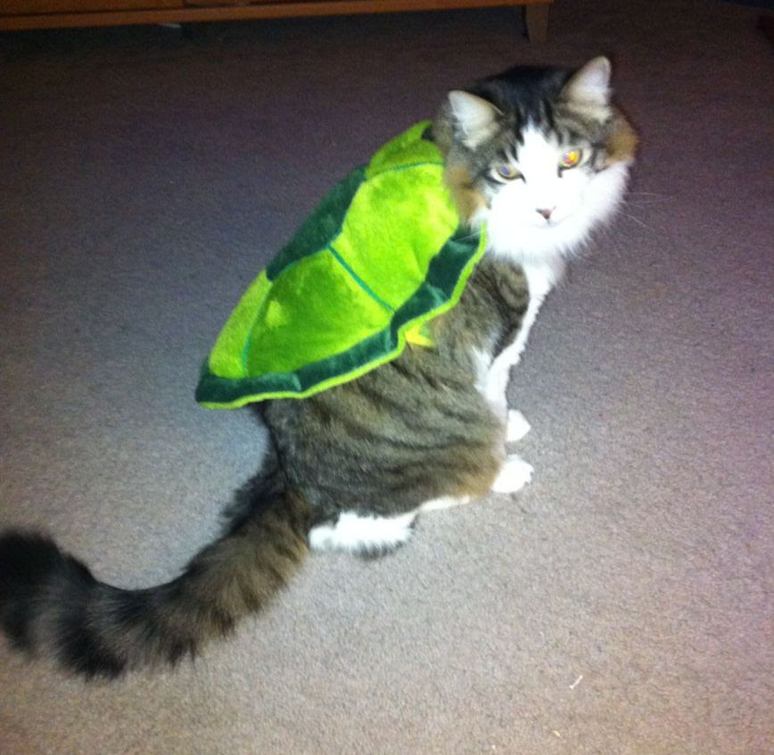 Cat in a Turtle Costume