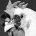 10 Reasons Chickens are the Most Badass Animal