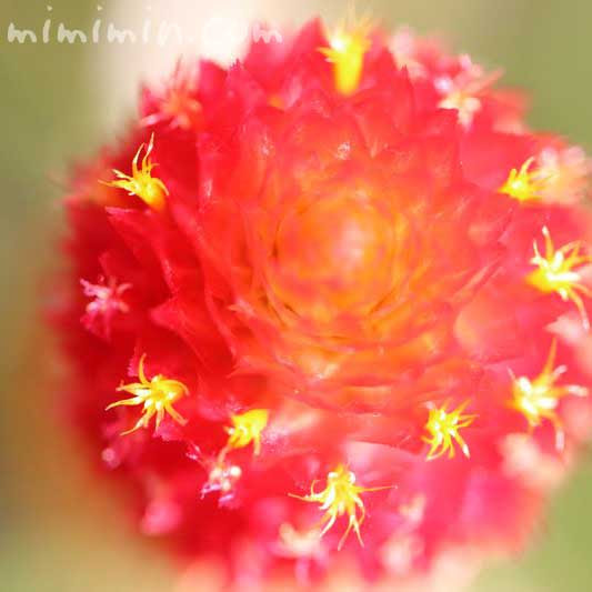 ストロベリーフィールド 花言葉 名前の由来 花の写真 みみみんブログ