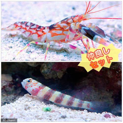 水槽飼育 ハゼとエビが共生する理由 水槽レンタル神奈川 マリブ 海水専門 メンテナンス