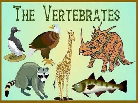 vertebrata