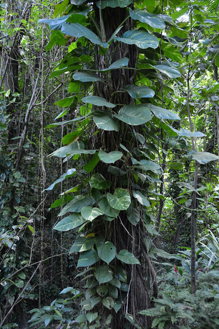 Diamond Botanical Gardens St. Lucia