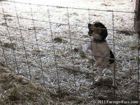 Bert on Sheep Shearing Day 11