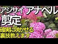 25 ++ アジサイ ソノ他 アナベル ピンク 155833