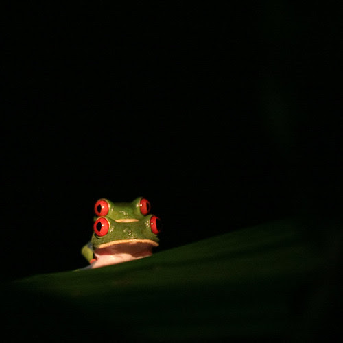 Red-eyed Treefrog (Agalychnis callidryas)