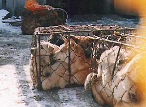 South Korean eat dogs. Handling of the dog by the Republic of Korea
