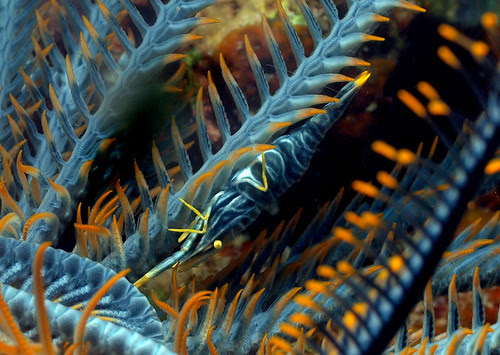 Crinoid Shrimp (Periclimenes amboinensis)