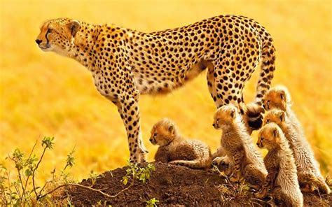 cheetah acinonyx jubatus  change  world
