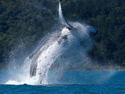 Audi Hamilton Race Week- whale jumping