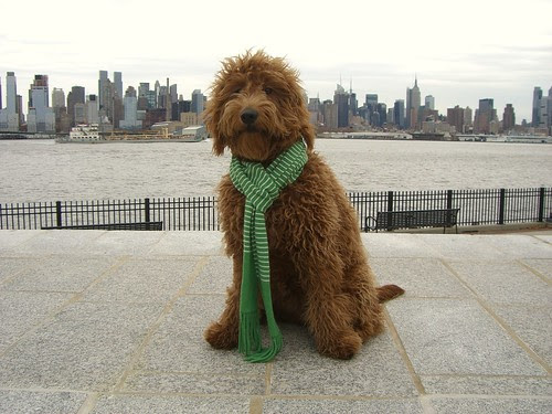 miniature goldendoodle puppy. Tags: mini goldendoodle New