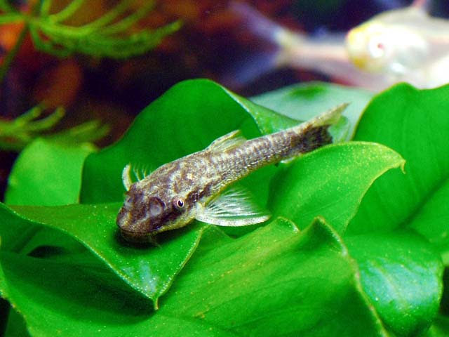 我が家の金魚たち オトシンクルス ネグロ