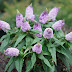 Dwarf Butterfly Bush Pugster Amethyst : This long continuous dwarf plant contains unqiue sets of purple flowers with yellow thick centers.