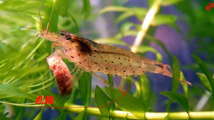 雑記 鴨 ヤマトヌマエビの繁殖にチャレンジする方へ