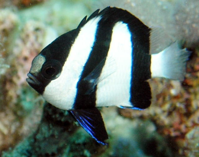 海水魚図鑑byhanadaiミスジリュウキュウスズメダイ