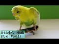 おもしろ インコ 可愛い 画像 247274