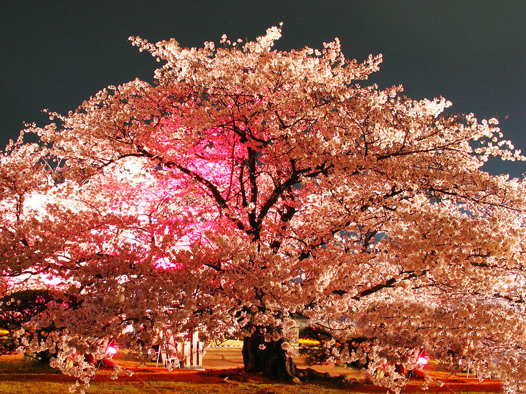 壁紙 桜のライトアップ 夜桜 兵庫と神戸の写真ブログ