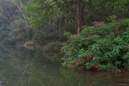 Flowers on Lake Charlotte