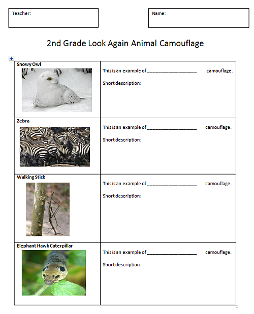 need animal camouflage  worksheet com to  animal education animals camouflage worksheet adapt to