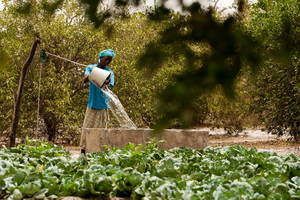 Photo: ©FAO/Olivier Asselin