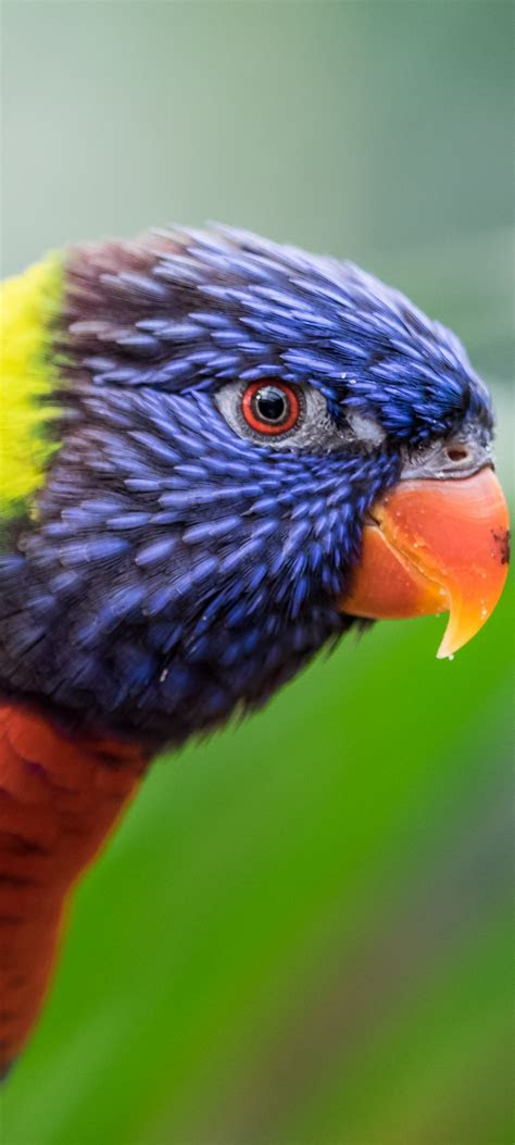 rainbow lorikeet  wallpaper colorful closeup bokeh