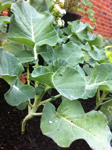 20110521-041722.jpg