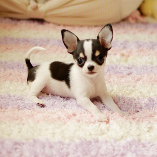 可愛いスムースチワワちゃんたち チワワブリーダーブログ フィールワンズハート