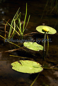 three lily pads with a lily bud