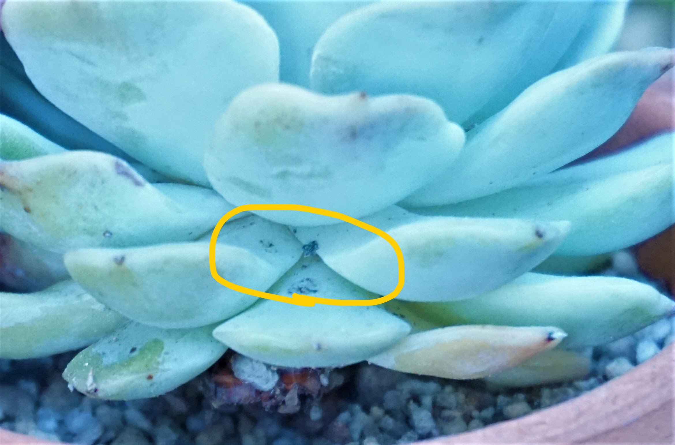 多肉植物にも害虫が 白い虫がいたときの駆除と予防の方法とは ここねあんてな