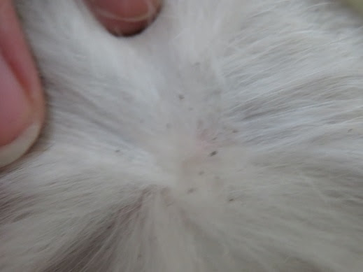 フェレット 17年9月 診療ブログ