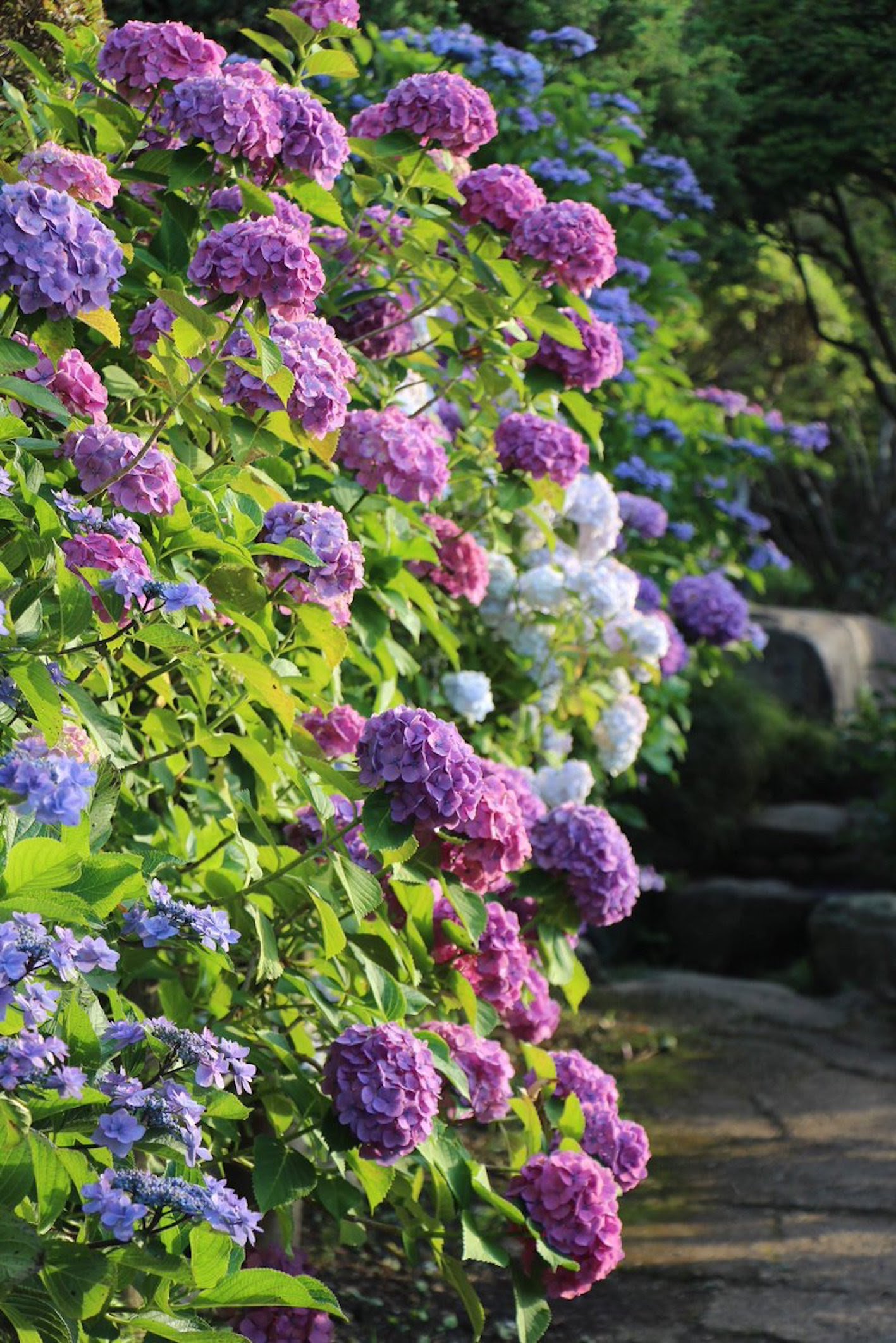 紫陽花の切り花を長持ちさせるお手入れ方法やコツについて 植物navi