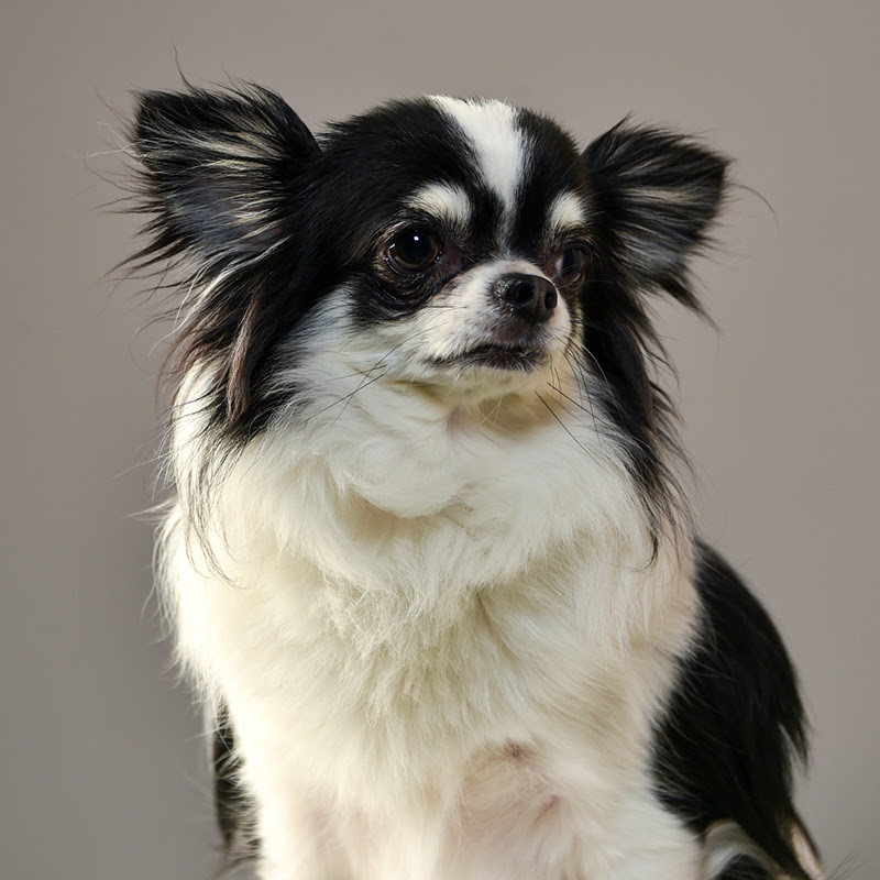 獣医師監修 うちのチワワは太り過ぎ 原因や体型の目安 ダイエット法は