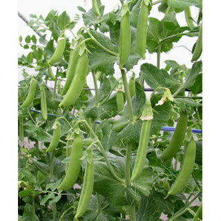 エンドウ 種 スナップえんどう 幸姫 1l 種 野菜 野菜種子 野菜種 エンドウ 農業屋 Com