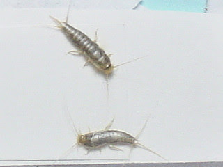 シミ 衣魚 紙魚