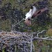 Osprey nesting