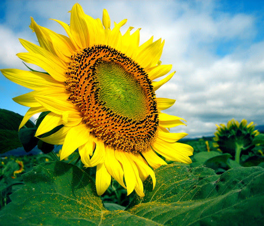 10 beautiful photography of flowers